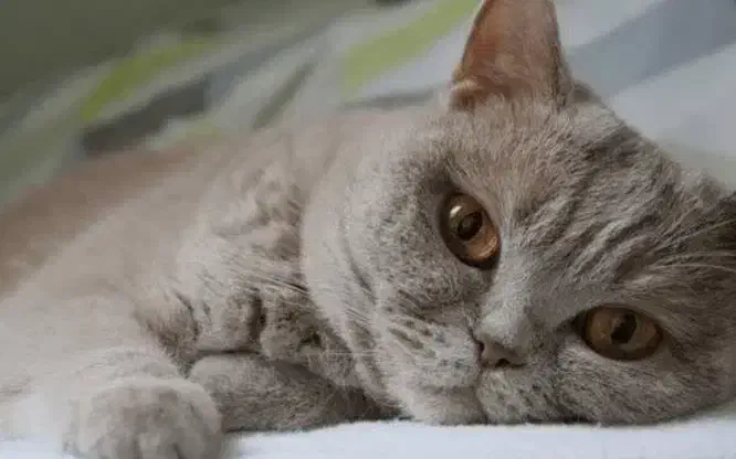 نر بریتیش لیلاک جهت جفتگیری|گربه|مشهد, گلبرگ|دیوار