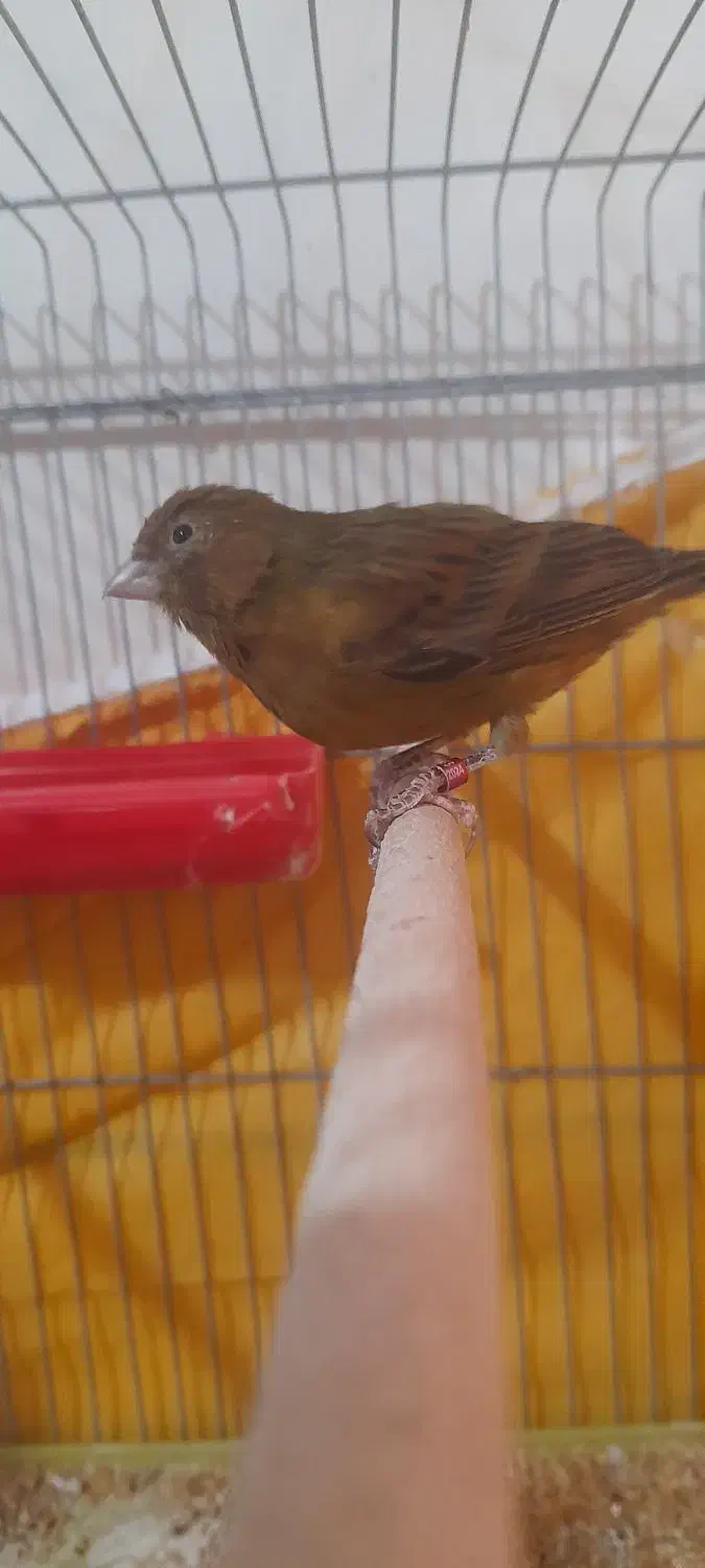 قناری سرخ کبالت پلاک ۲۰۲۴|پرنده|مرودشت, مختارآباد|دیوار