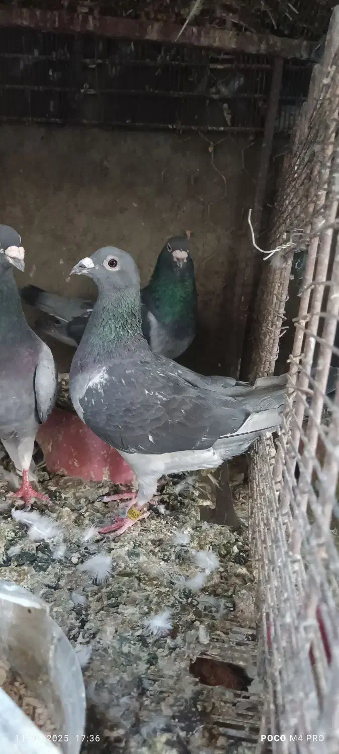 نر آردن|پرنده|خمک, |دیوار