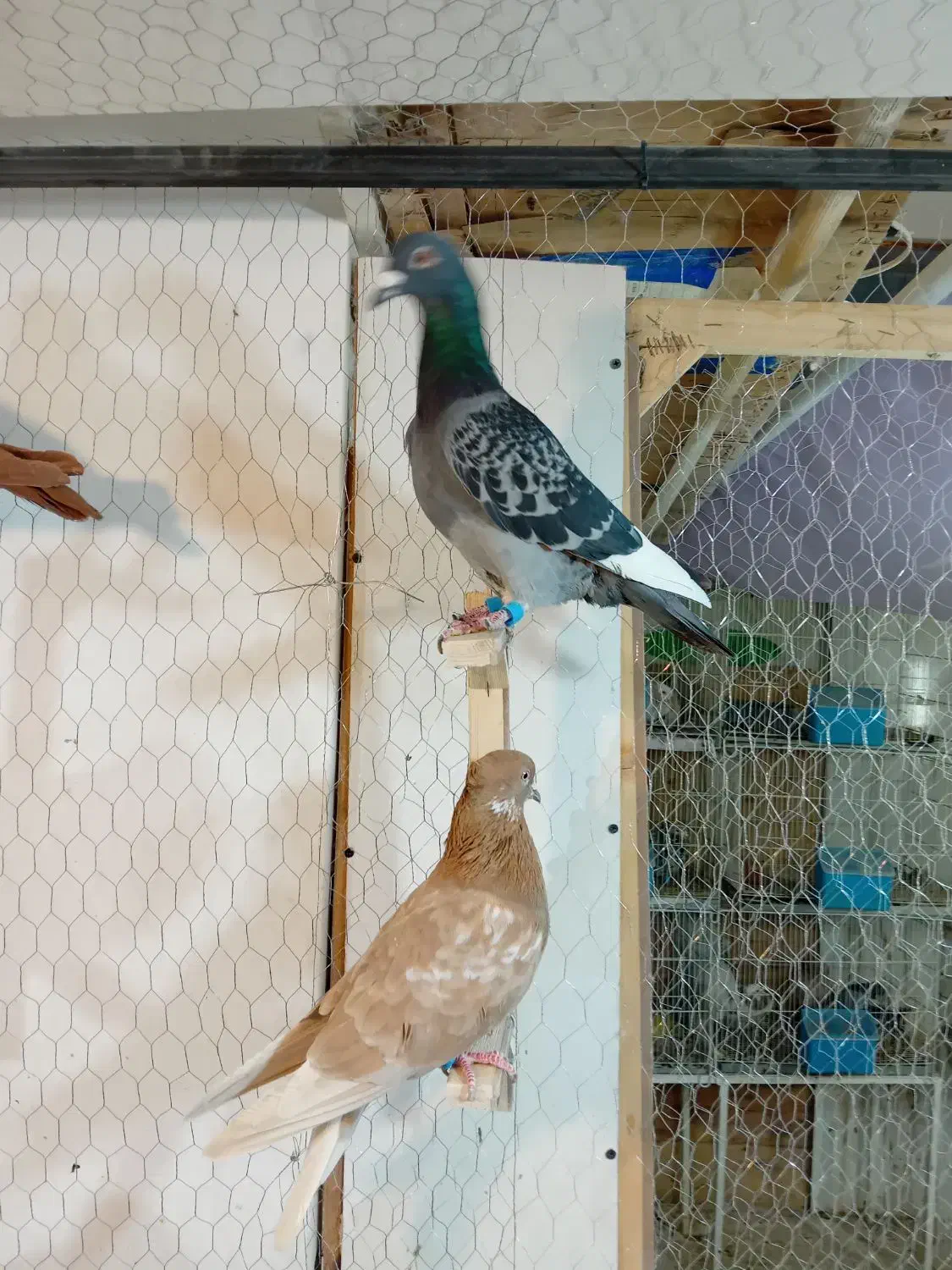 کبوتر چخ جدید رسید|پرنده|گلبهار, شهر جدید گلبهار|دیوار