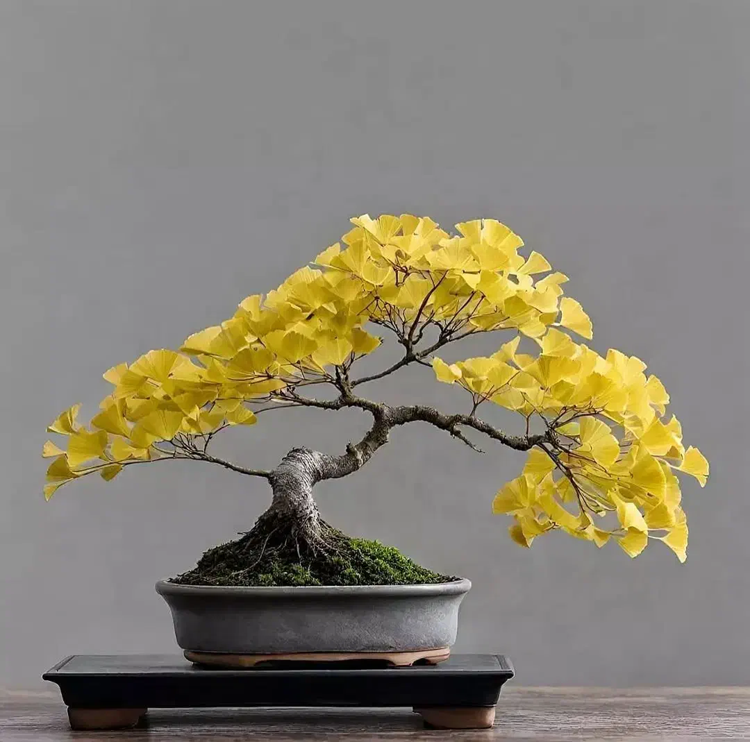 بذر عمده و خرده گل و گیاه|گل و گیاه طبیعی|شیراز, شاهچراغ|دیوار