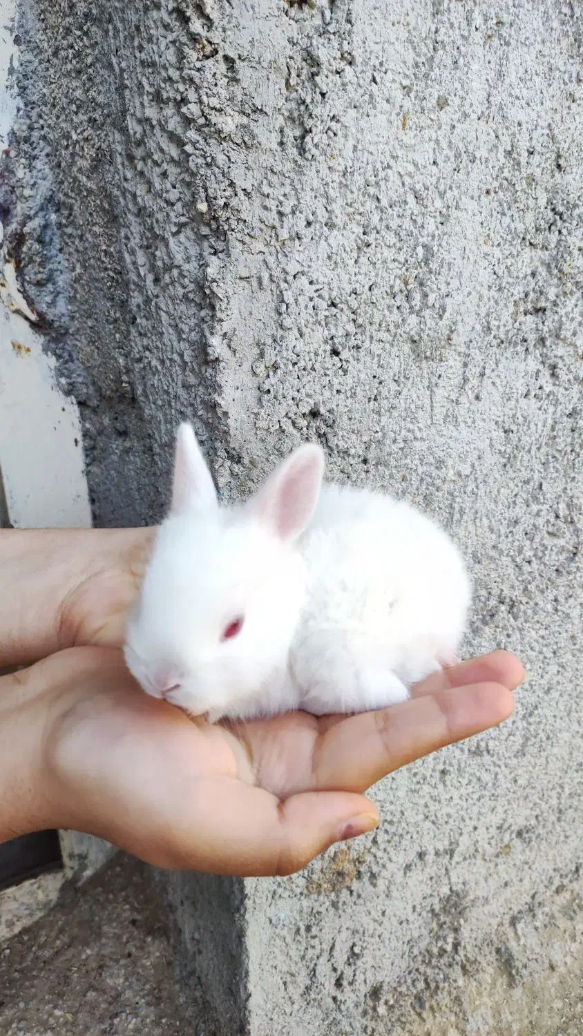 بچه خرگوش ها و یک عدد نر بالغ|موش و خرگوش|برازجان, |دیوار