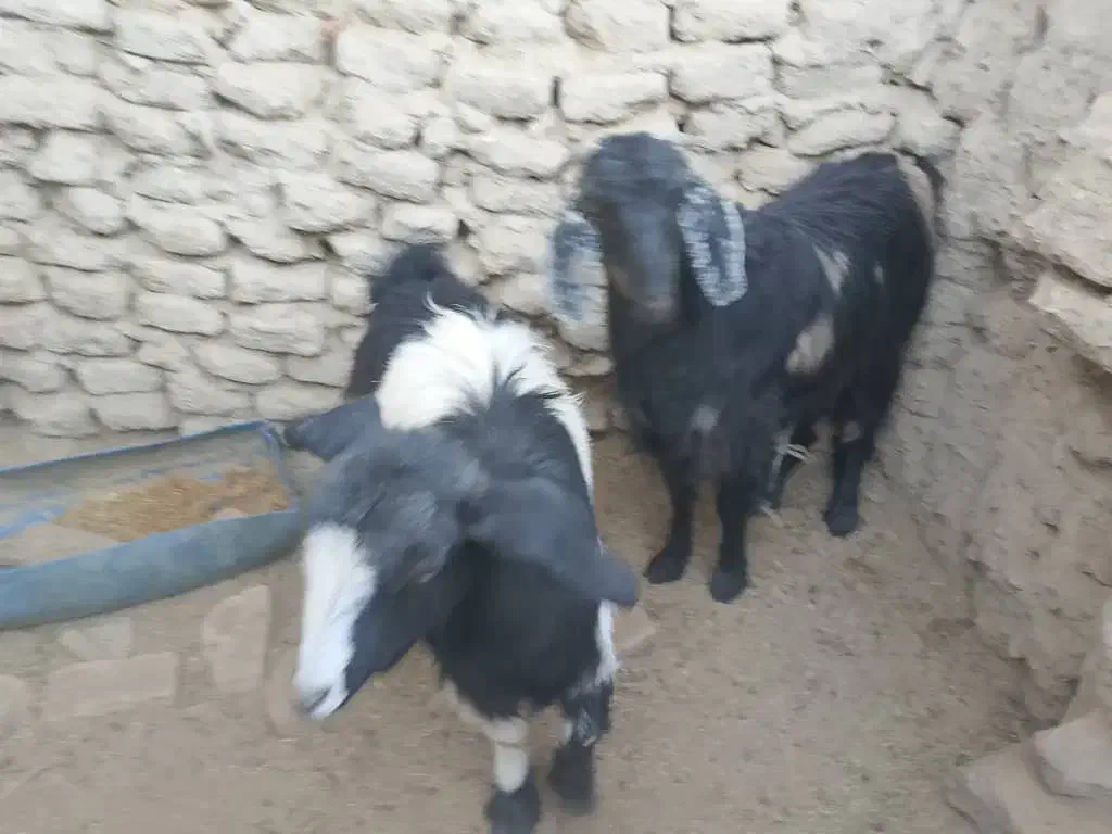 گتاچ خوب|حیوانات مزرعه|سراوان, |دیوار