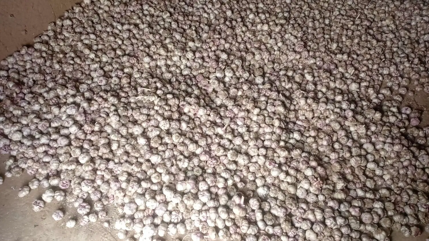 سیر کویر|خوردنی و آشامیدنی|سمنان, |دیوار