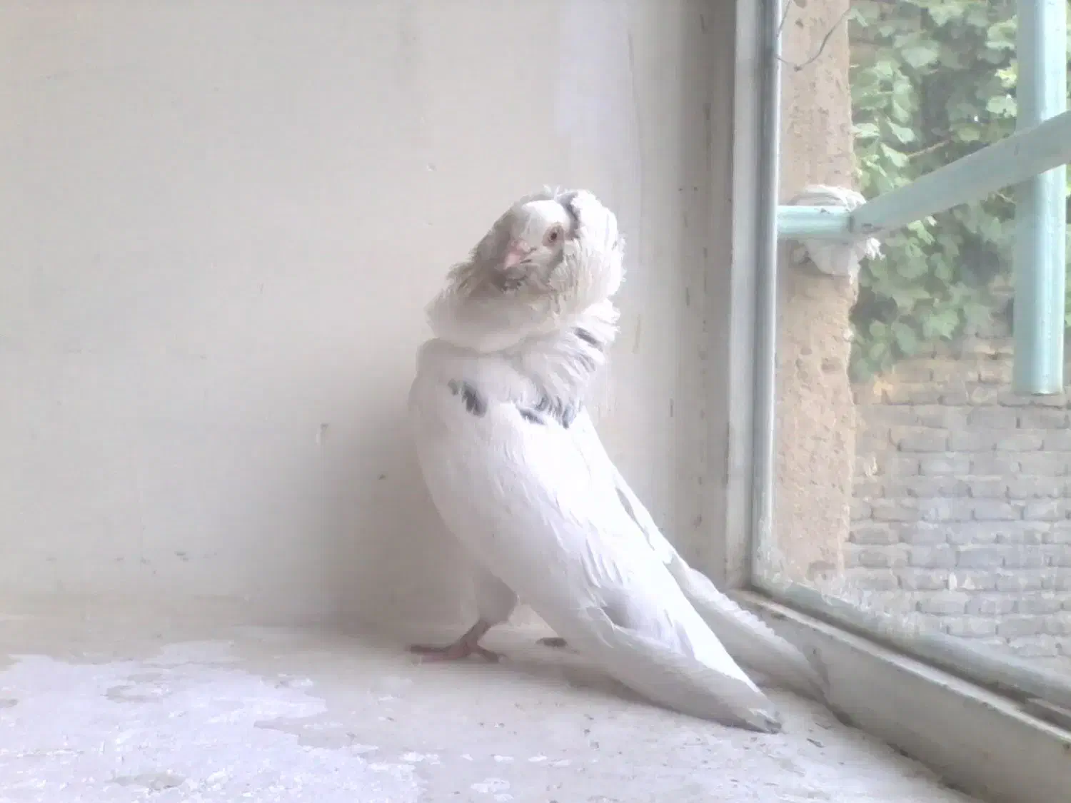 پرنده خوجگل و عروسک|پرنده|بروجرد, |دیوار