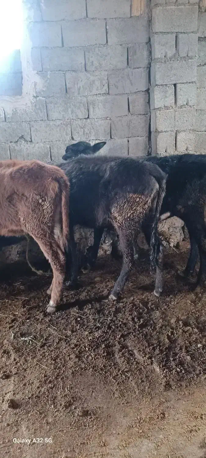 گوساله ماده ۳عدد|حیوانات مزرعه|قره ضیاالدین, |دیوار