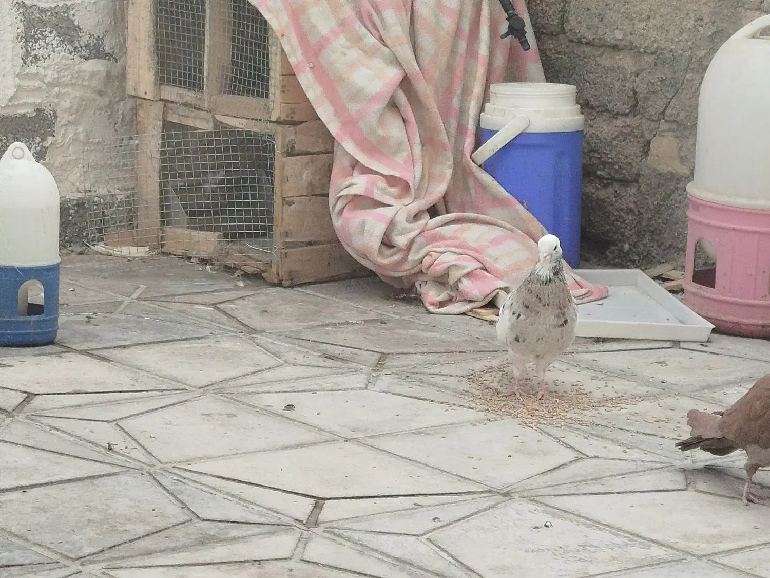 فروش تعدادی سرخ وطوقی|پرنده|داراب, |دیوار