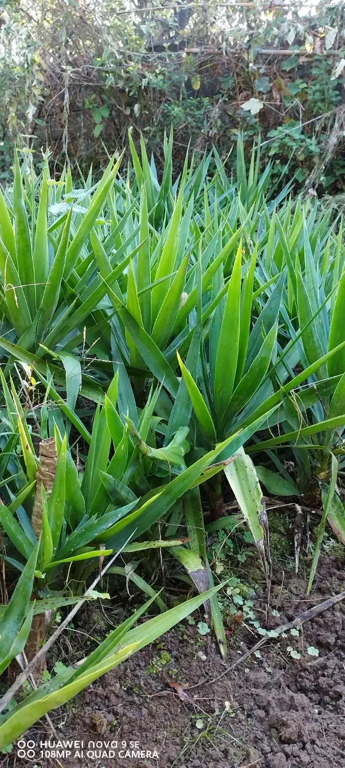 فروش تعدادی یوکا کوچیک و بزرگ۲ شاخ و ۱شاخ|گل و گیاه طبیعی|رودسر, |دیوار