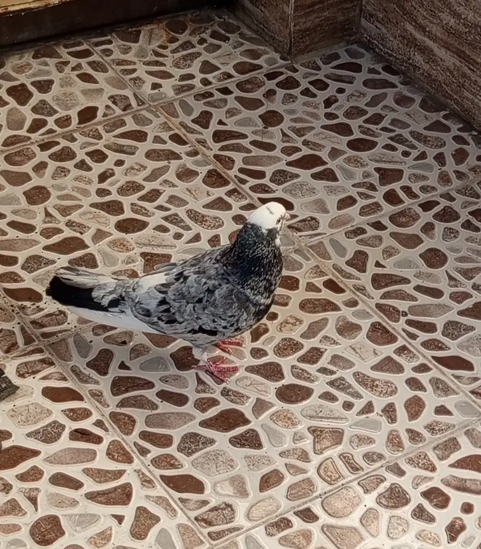 شاهزده هوما نر|پرنده|تهران, امیریه|دیوار