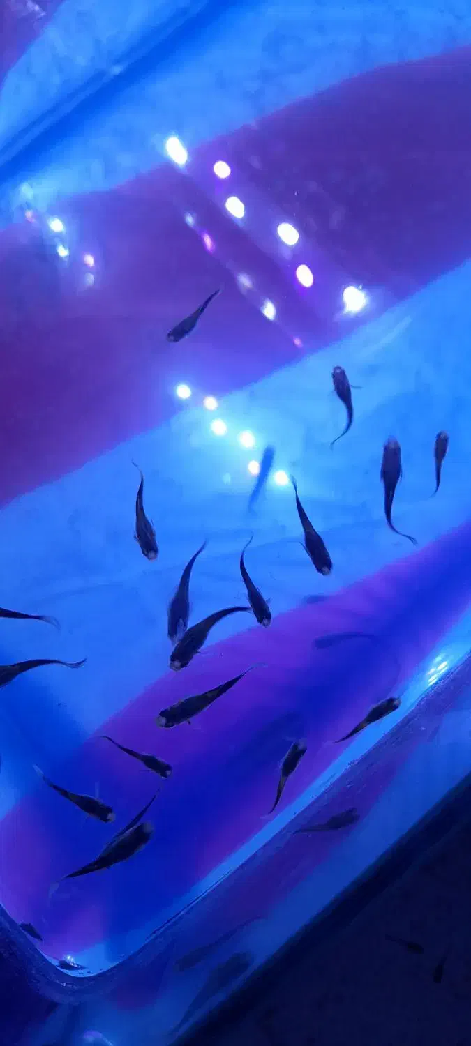 بچه‌گوپی‌|ماهی|تهران, مشیریه|دیوار