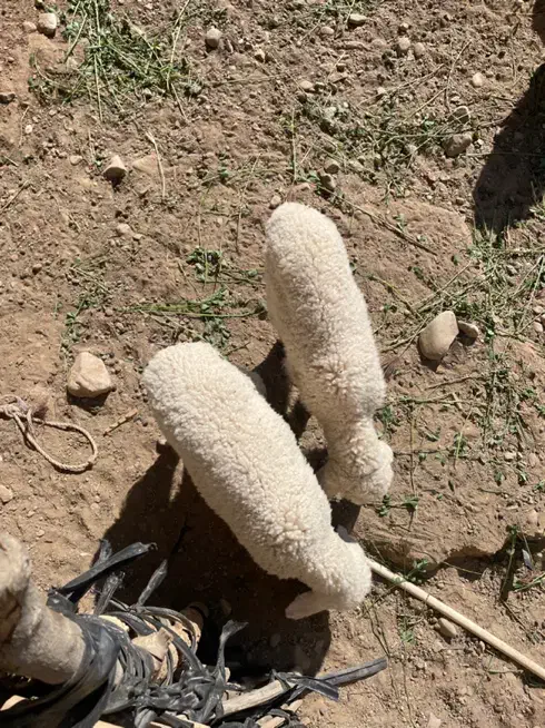 حیوانات|حیوانات مزرعه|توکهور, |دیوار