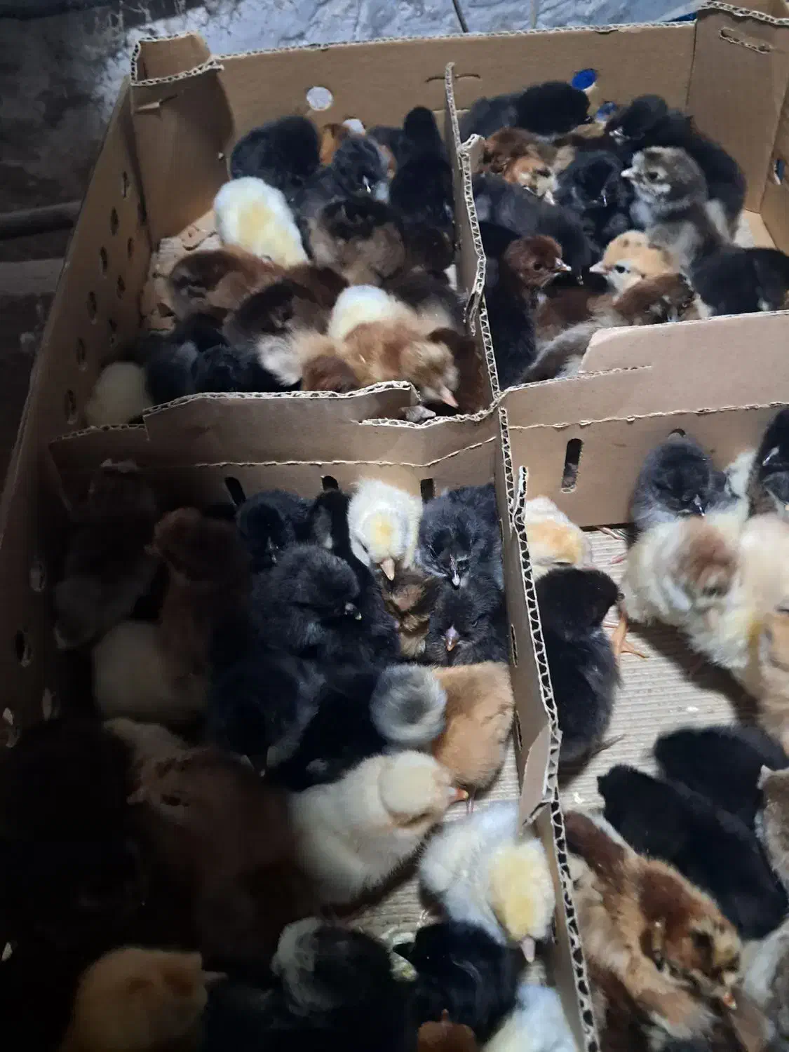 فروش جوجه بوقلمون برنز، بیوتی، اردک و گلپایگان|حیوانات مزرعه|قائمشهر, |دیوار