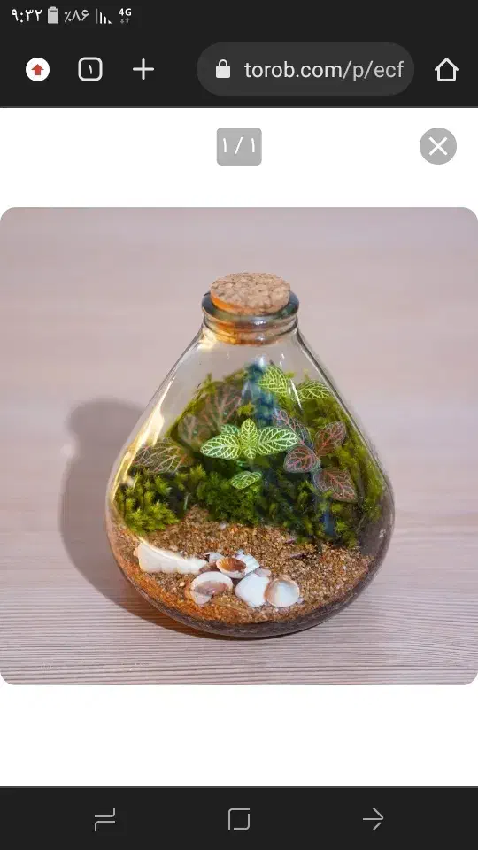 تراریوم|گل و گیاه طبیعی|قیدار, |دیوار