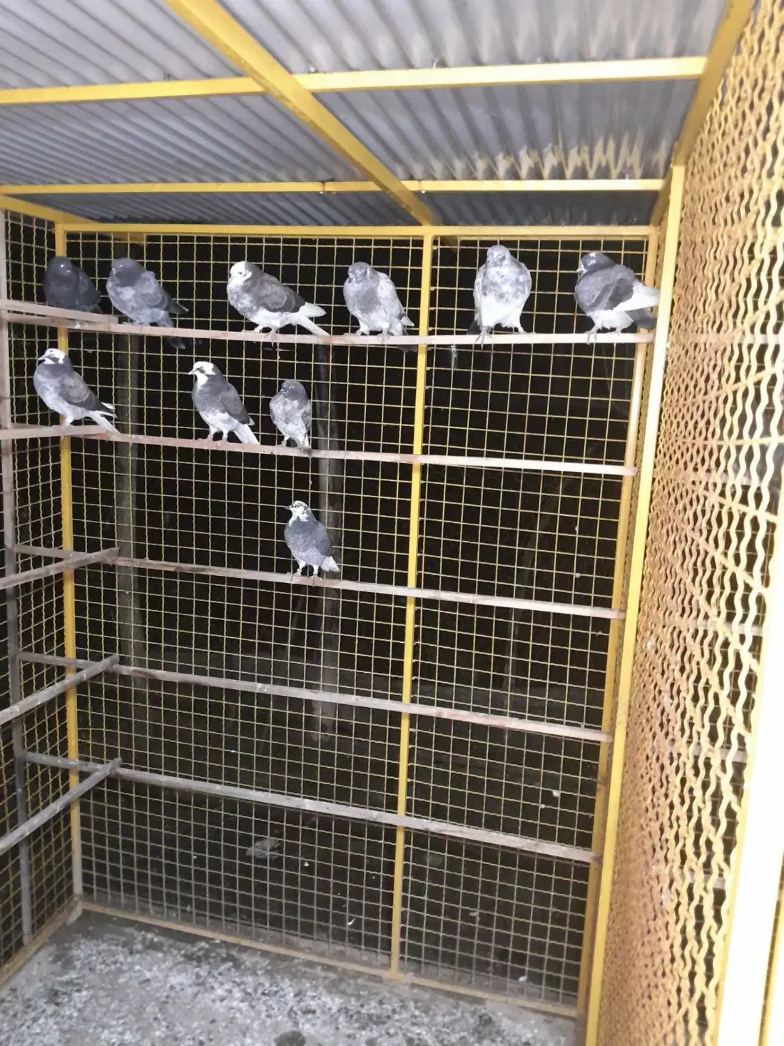 تعدادی کبوتربه همراه لانه جفت کن آهنی|پرنده|رشت, شهریاران|دیوار