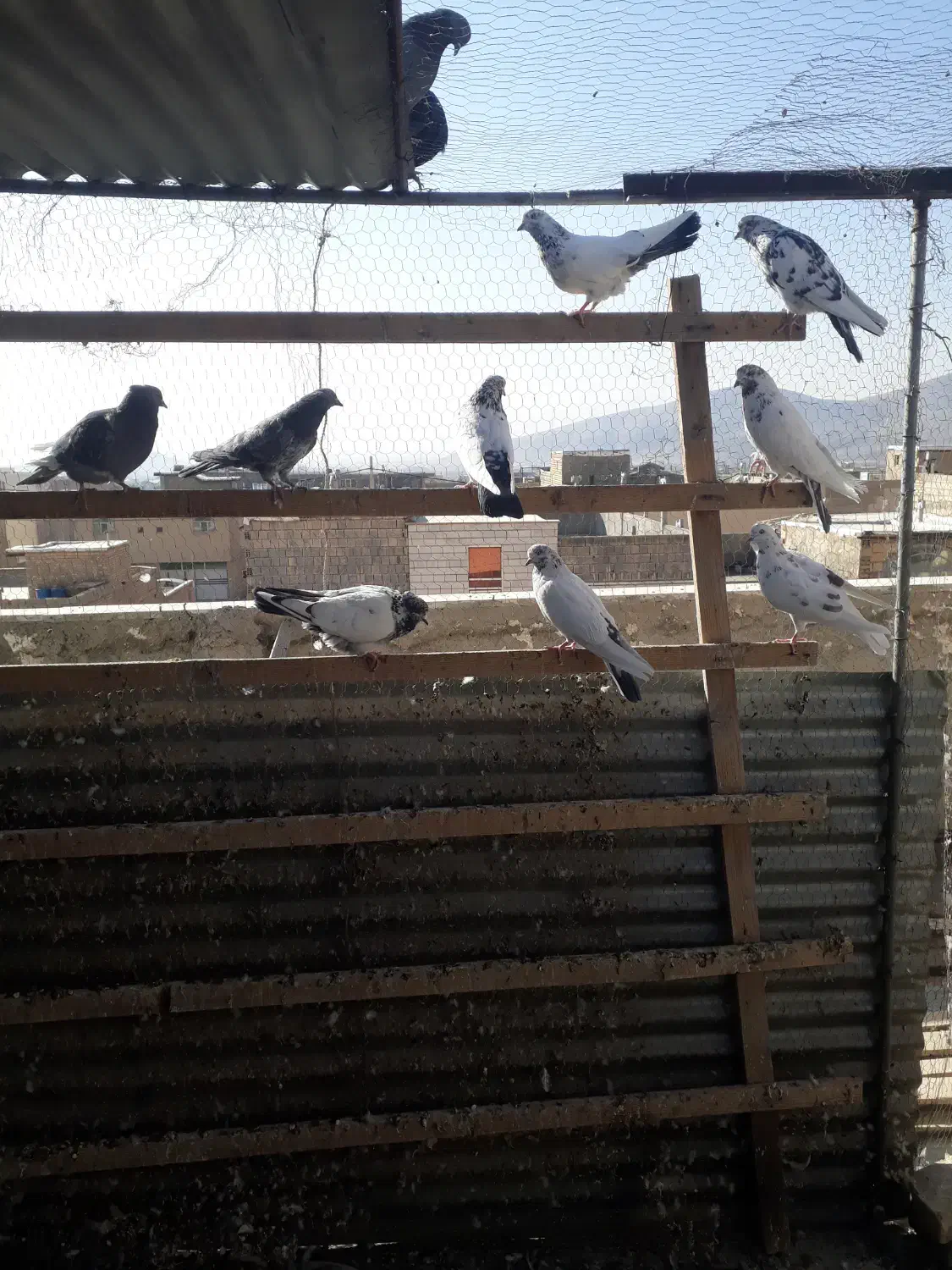 کبوتر پرشی|پرنده|تیران, |دیوار