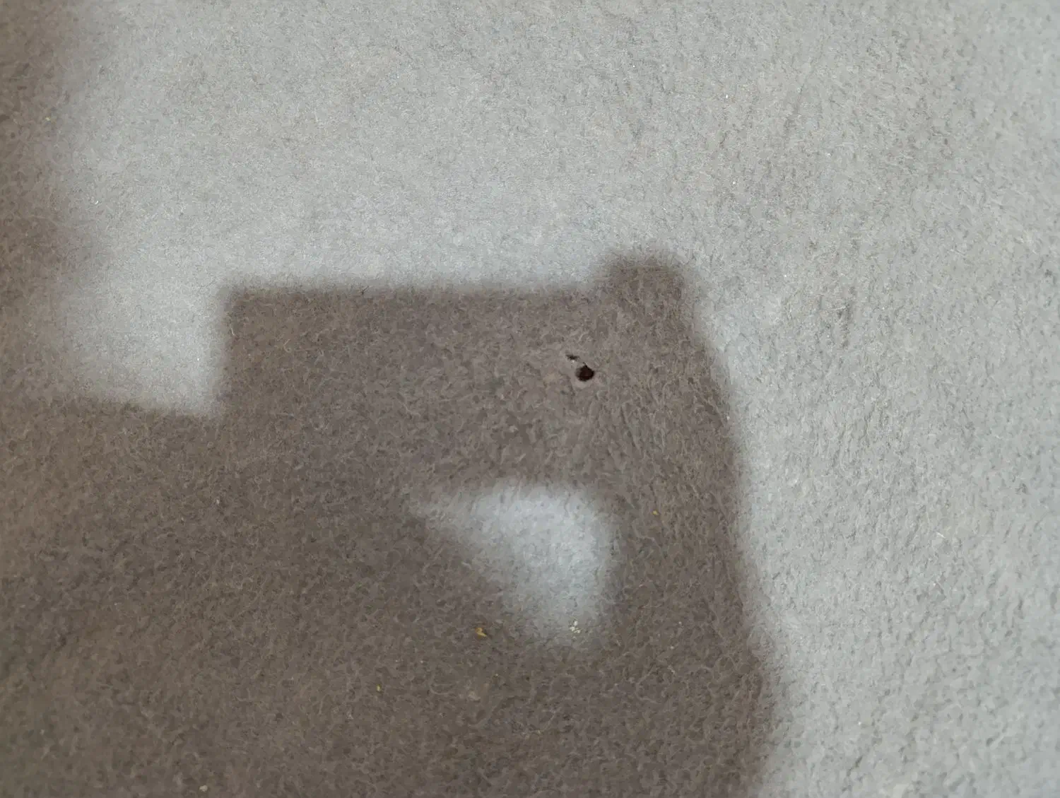 موکت طوسی خوش رنگ|موکت|گرمدره, |دیوار