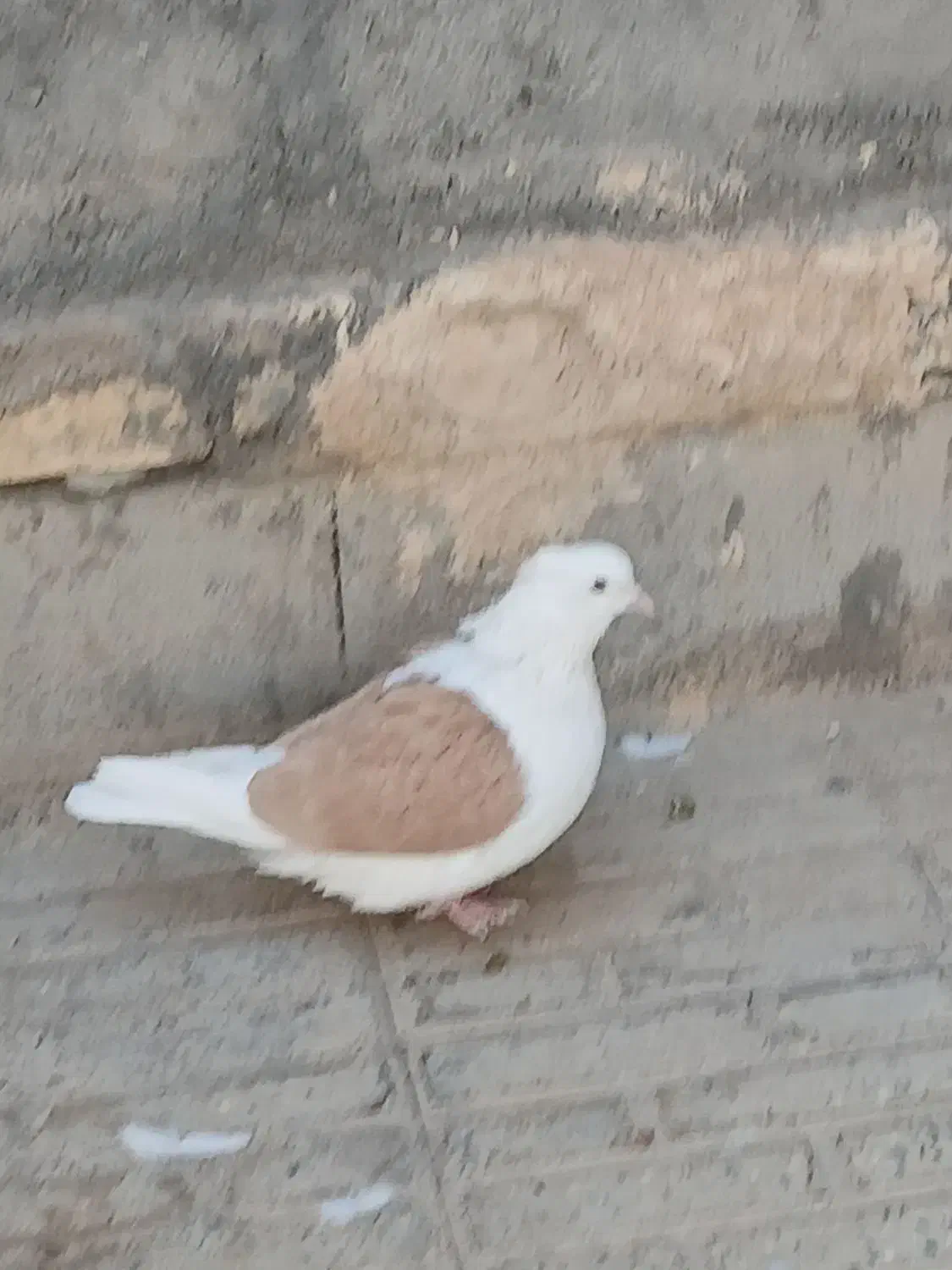 یک جفت دوکت. درمبارکه.|پرنده|مبارکه, |دیوار