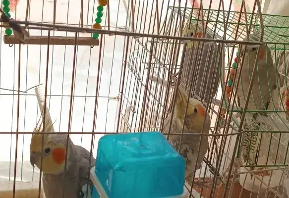 عروس هلندی|پرنده|شاهین‌شهر, فدک|دیوار