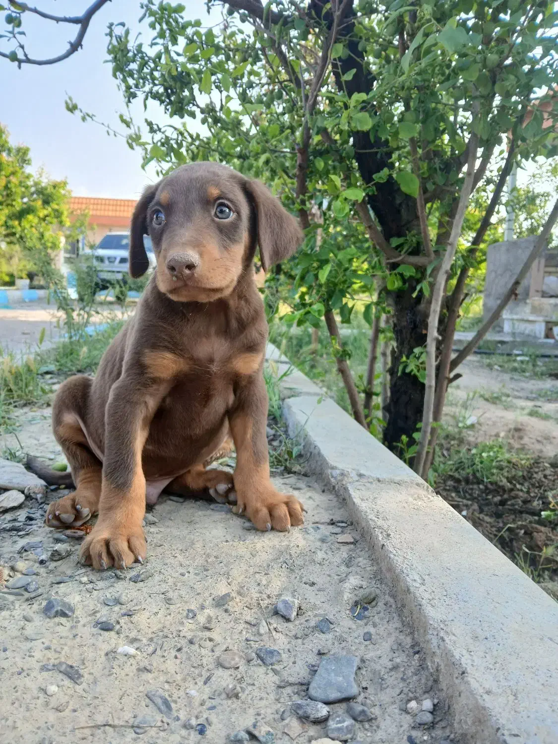 توله دوبرمن اصیل|سگ|مشهد, سجاد شهر|دیوار