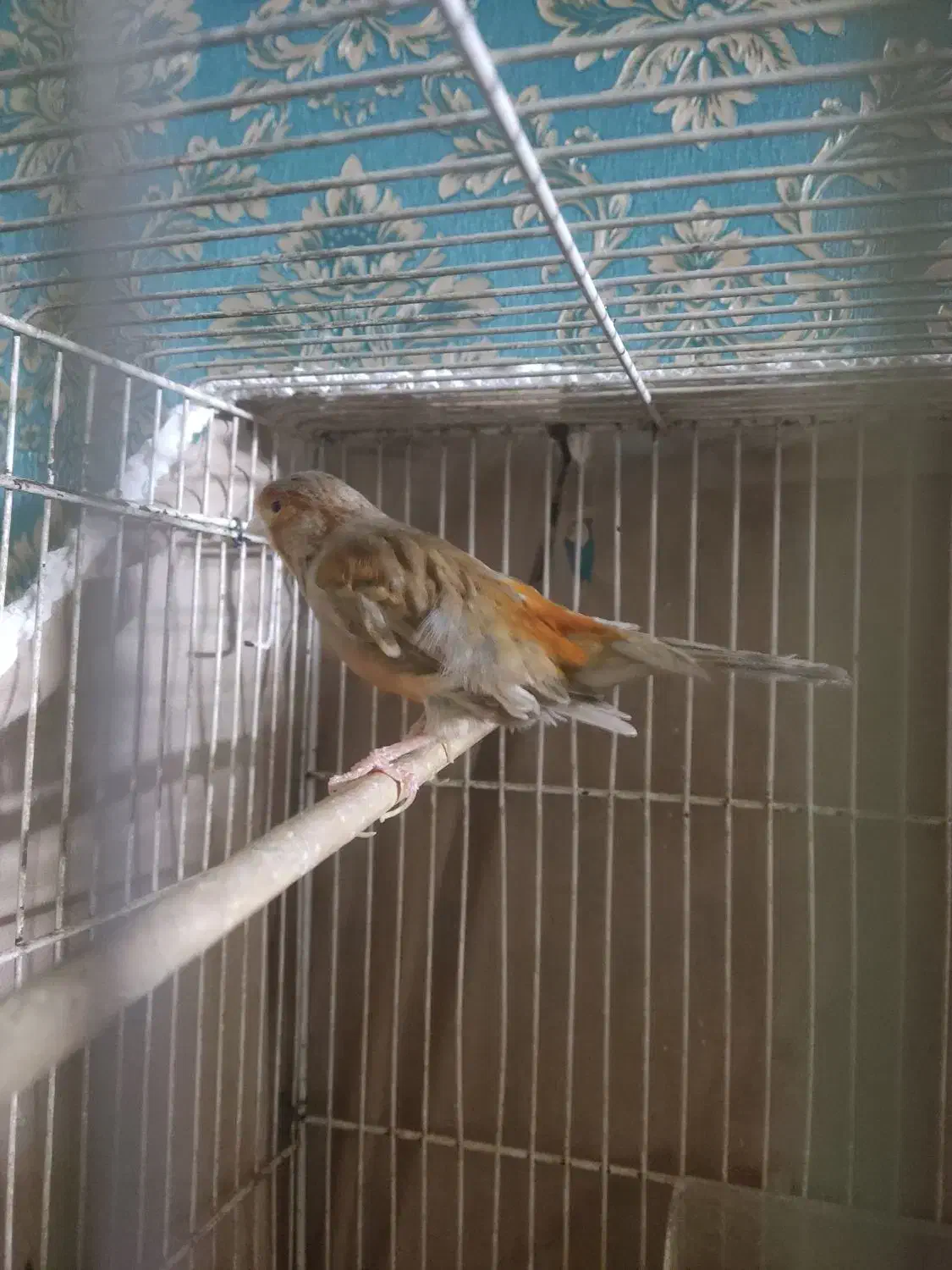 قناری نر سرخ مست|پرنده|تربت‌حیدریه, کوی شهید احمدزاده ملکی|دیوار