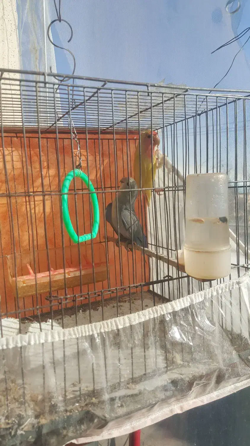 طوطی کوتوله|پرنده|مشهد, ادیب نیشابوری (شهرک غرب)|دیوار