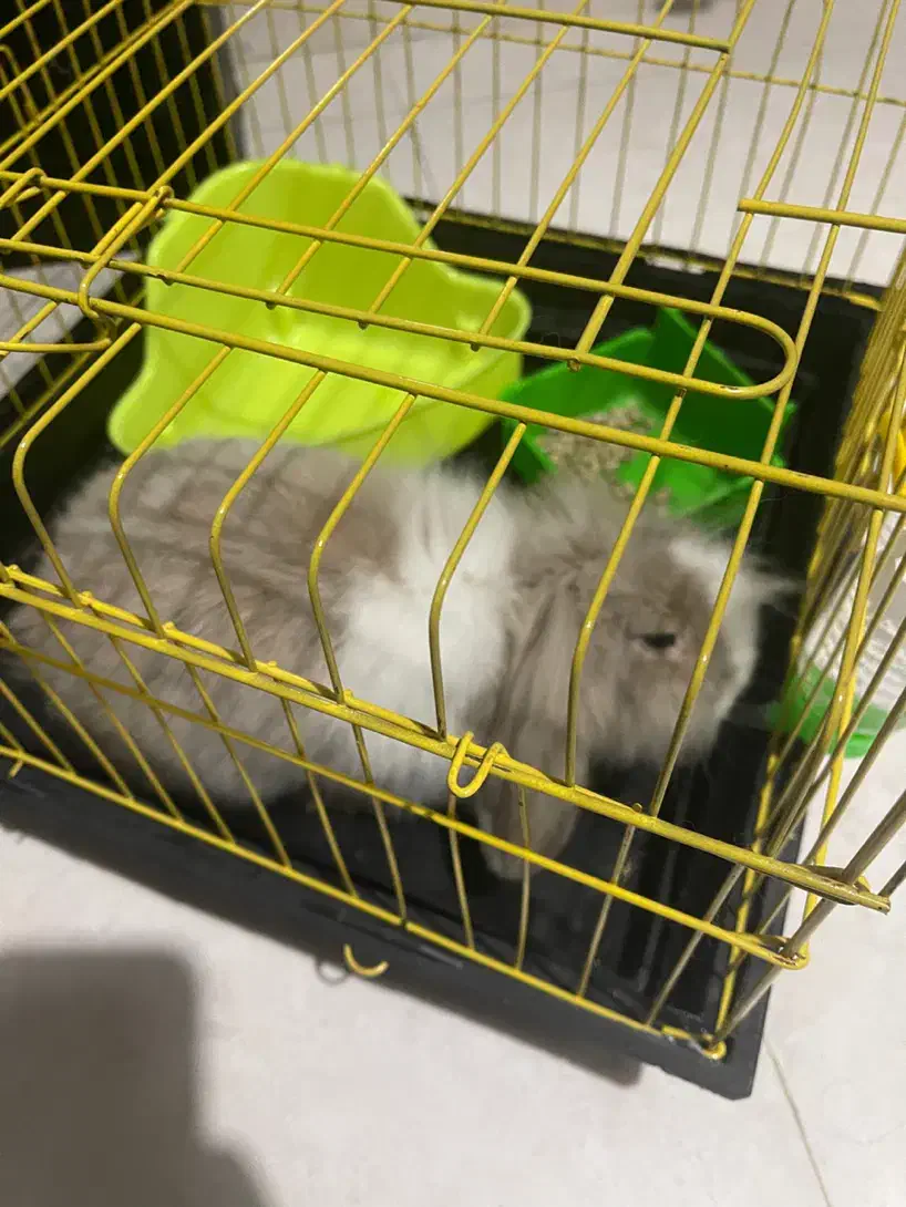 خرگوش لوپ|موش و خرگوش|محمودآباد, |دیوار