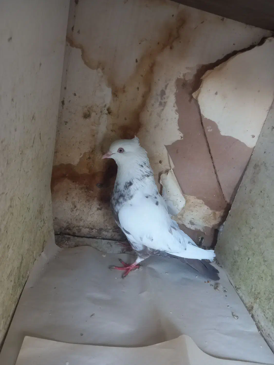 پرنده|پرنده|شیراز, امام حسین|دیوار