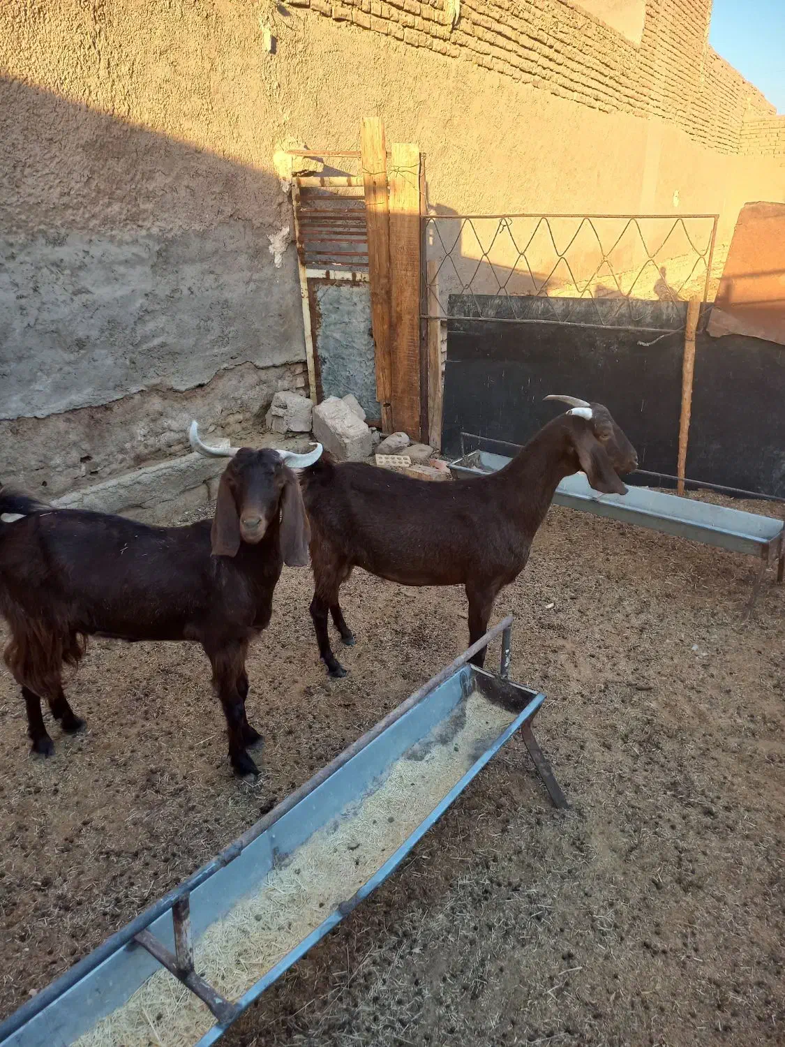 ۲راس بز دورگ پاکستانی|حیوانات مزرعه|گرمسار, |دیوار