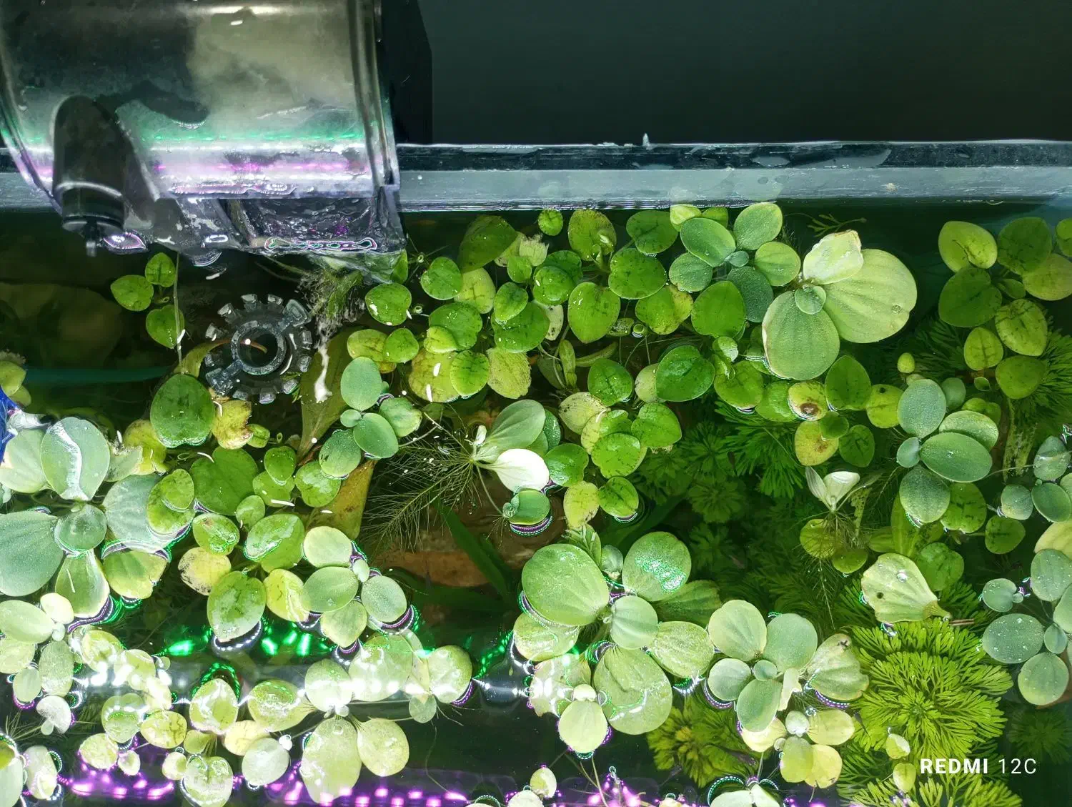 کاهو روآبی|ماهی|دزفول, |دیوار