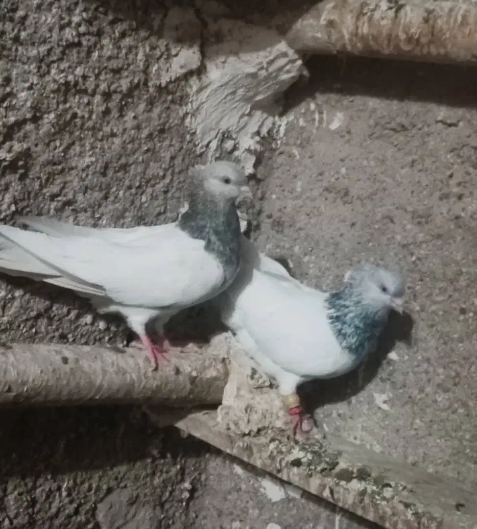 کله الماسی|پرنده|کرخه, |دیوار