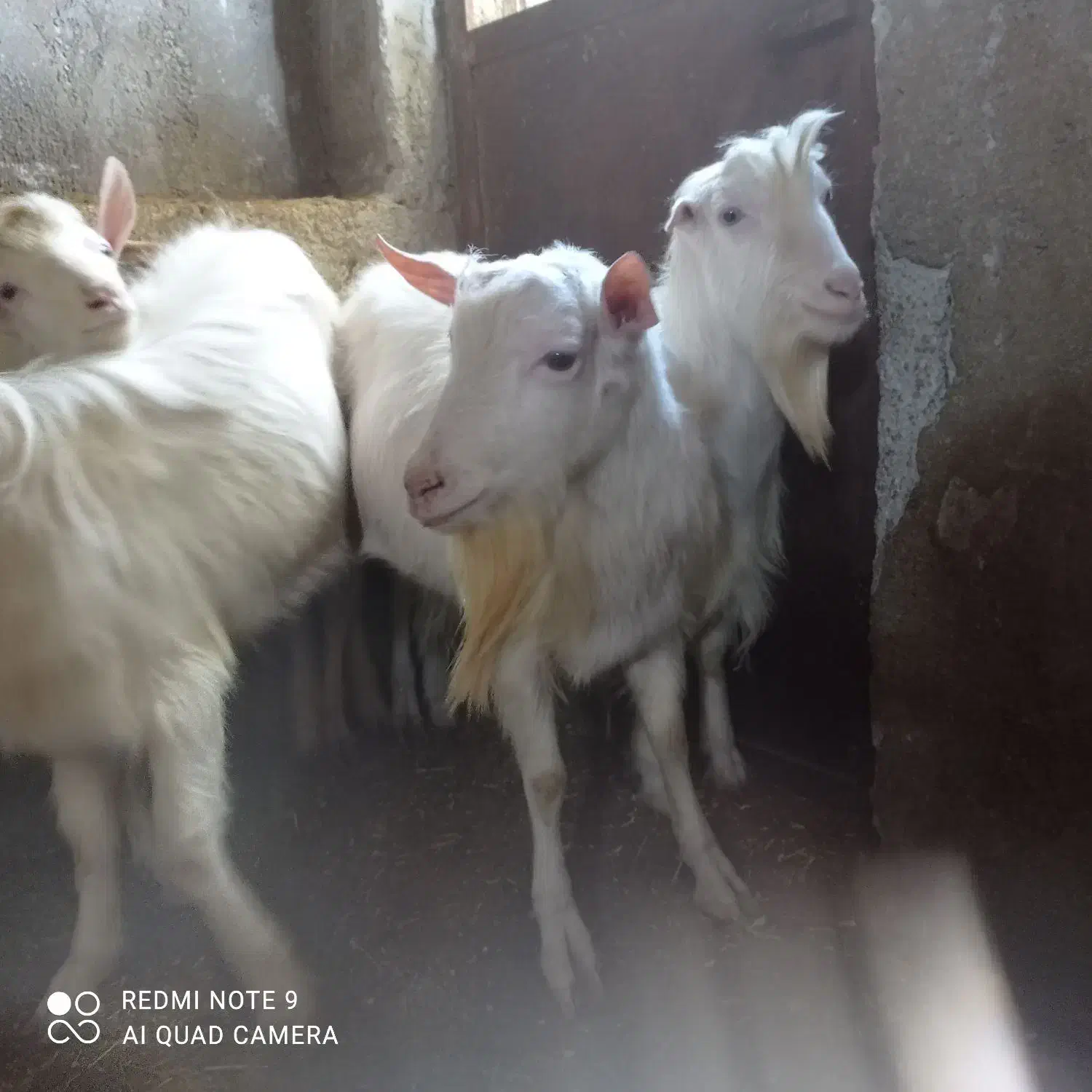 نربز سانن|حیوانات مزرعه|قروه, |دیوار