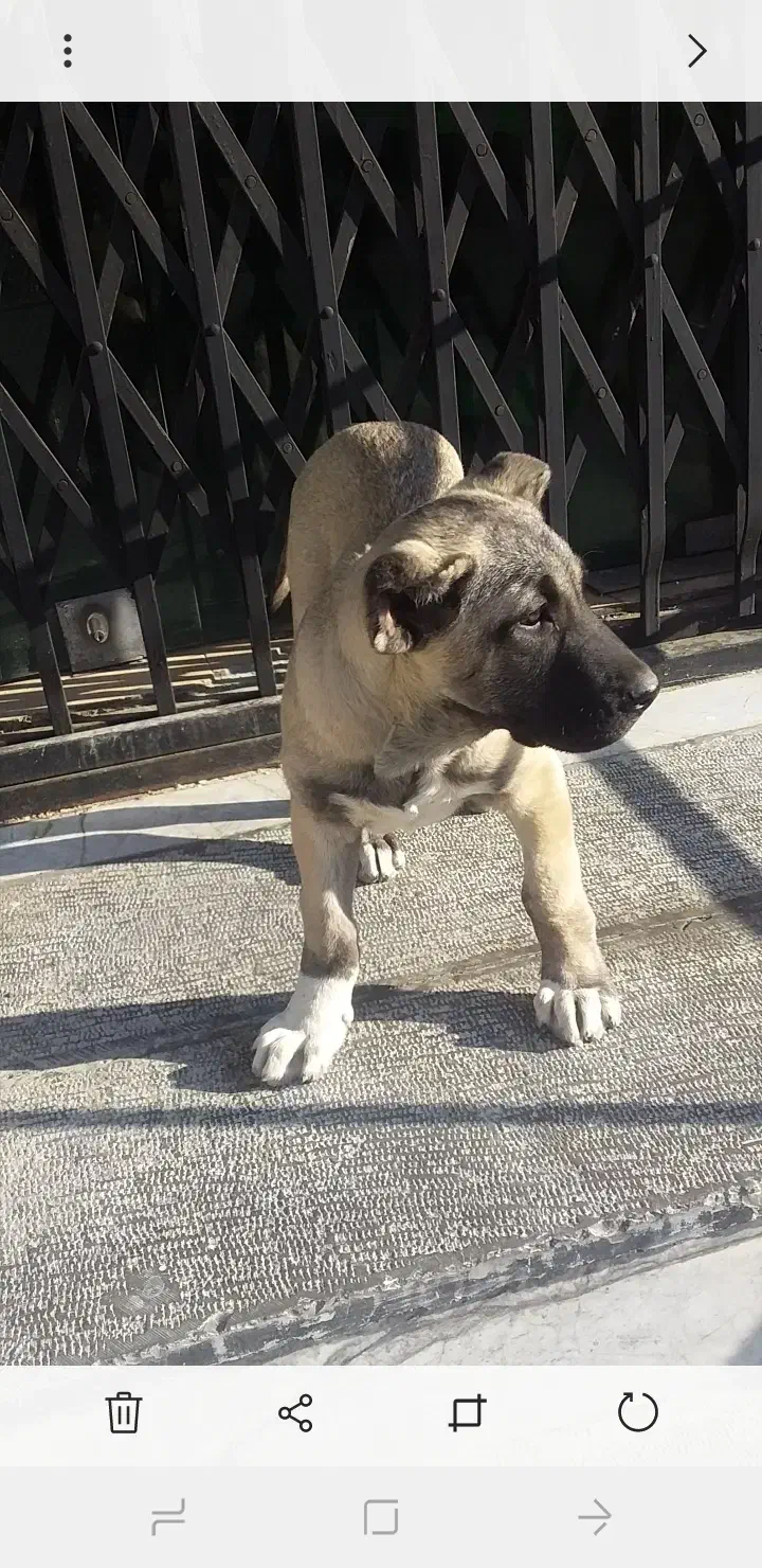 واگذاری ماده سرابی اصیل|سگ|هشتگرد, ینگی امام|دیوار