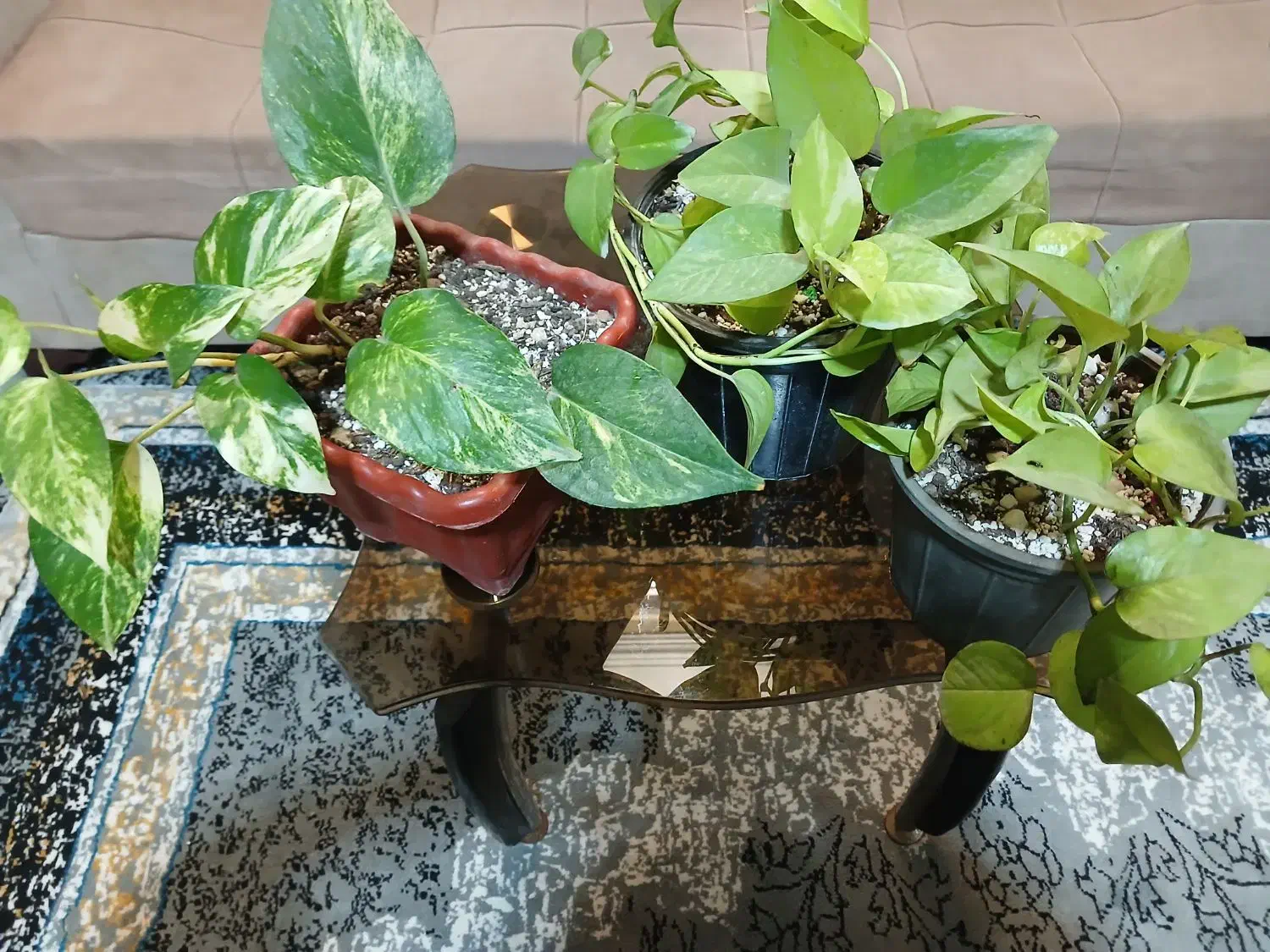 گل قیمت مناسب|کلکسیون و سرگرمی|مشهد, شهرک امام هادی (شهرک غرب)|دیوار