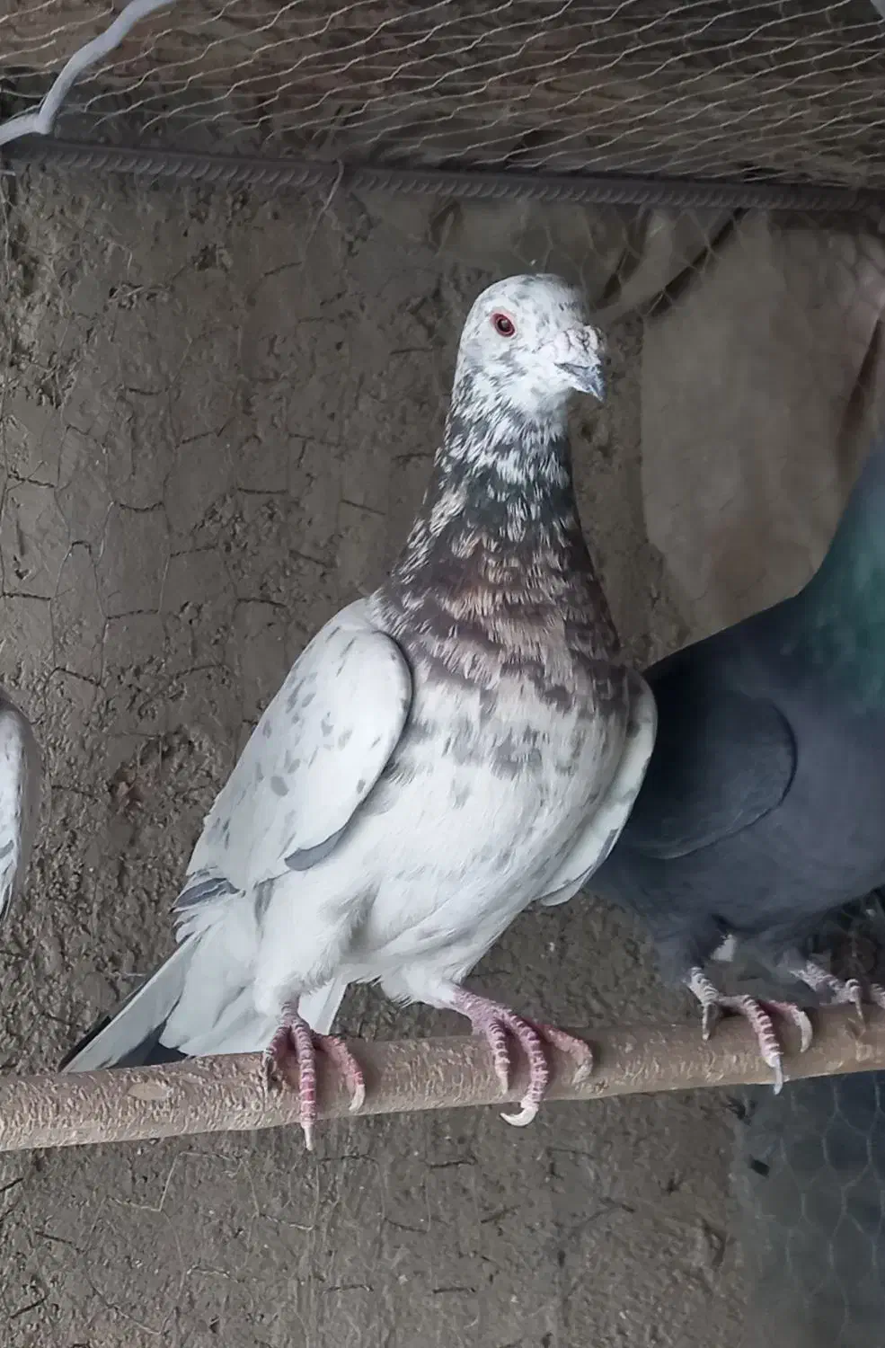کبوتر کوهی سرور نامور|پرنده|همدان, |دیوار