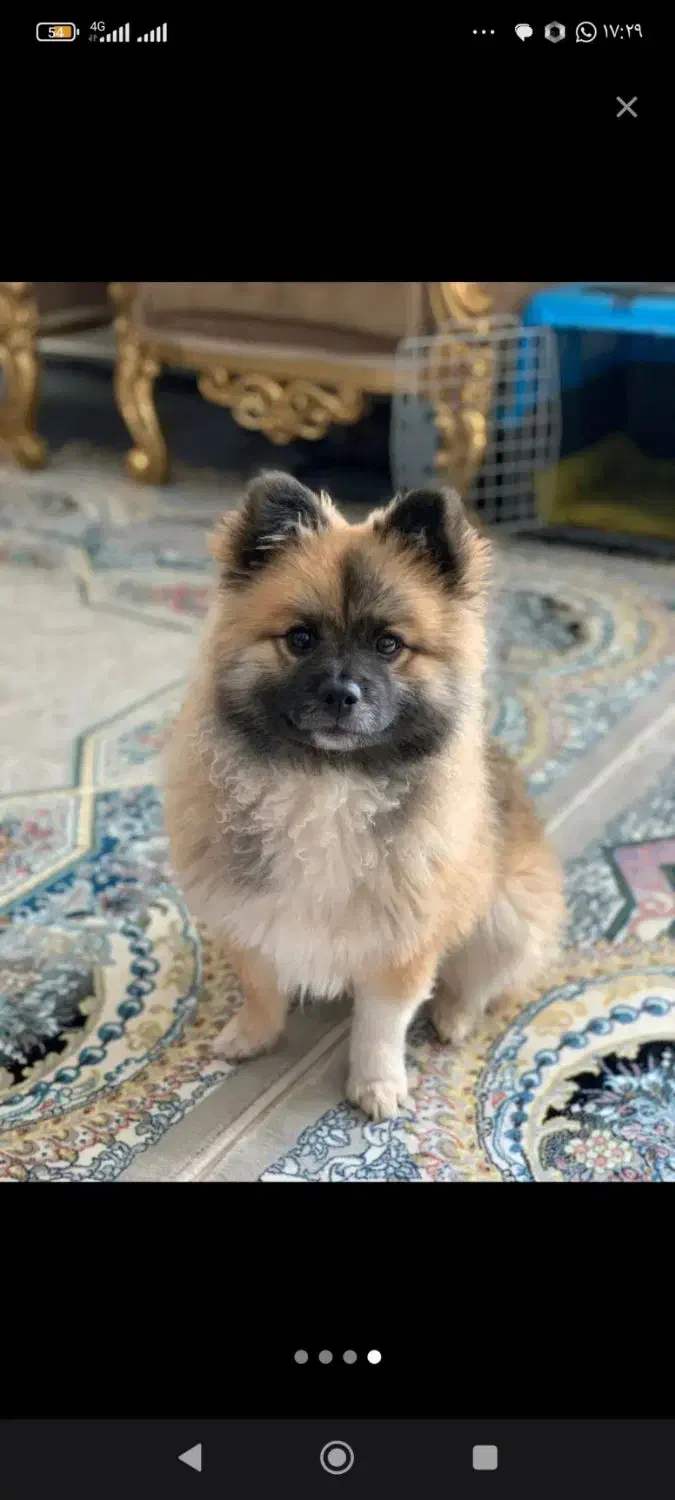 سگ پامرانین|سگ|بم, |دیوار