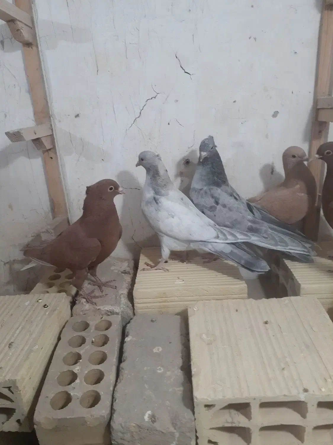 جوجه کلاغ رسمی با دم سفید|پرنده|مشهد, شهرک صنعتی توس|دیوار