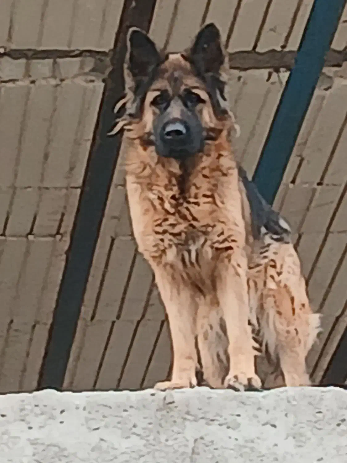 سگ ژرمن آماده جفت ماده باهوش حرف گوش کن|سگ|ماهدشت, |دیوار