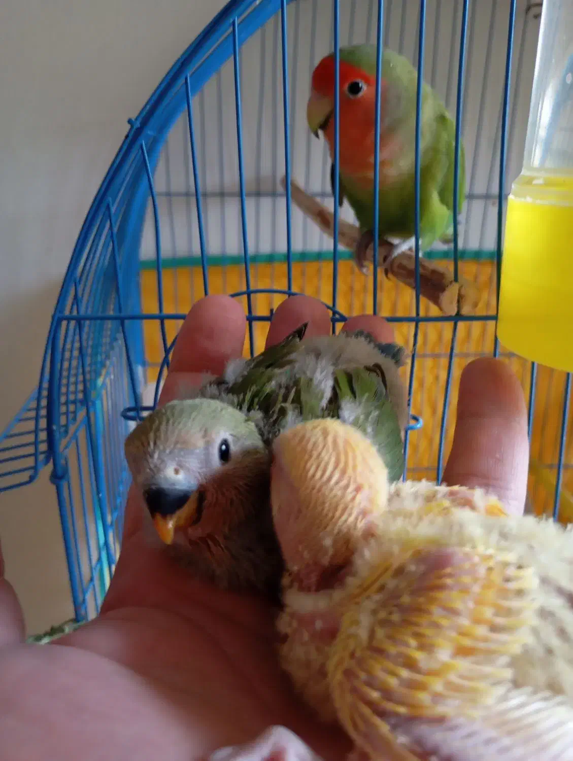 جوجه طوطی برزیلی|پرنده|سنندج, |دیوار