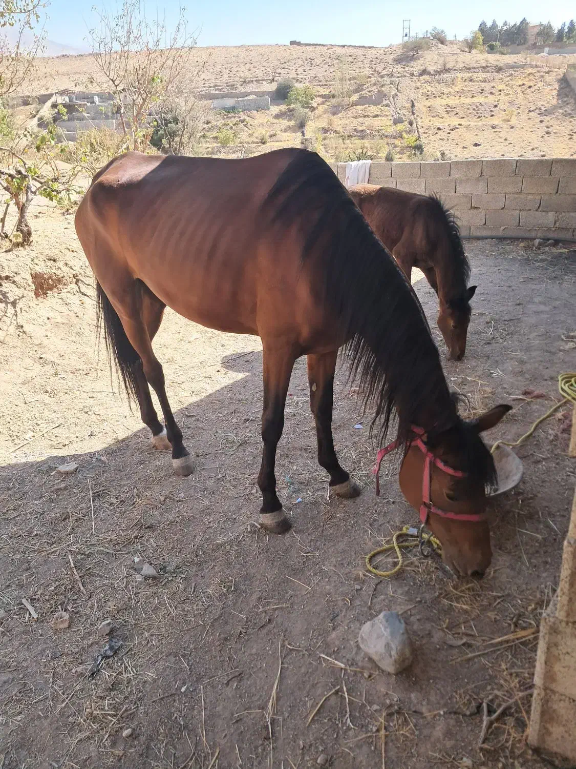 مادیون و کره نریون|اسب و تجهیزات اسب‌سواری|هشتگرد, هشتگرد قدیم|دیوار