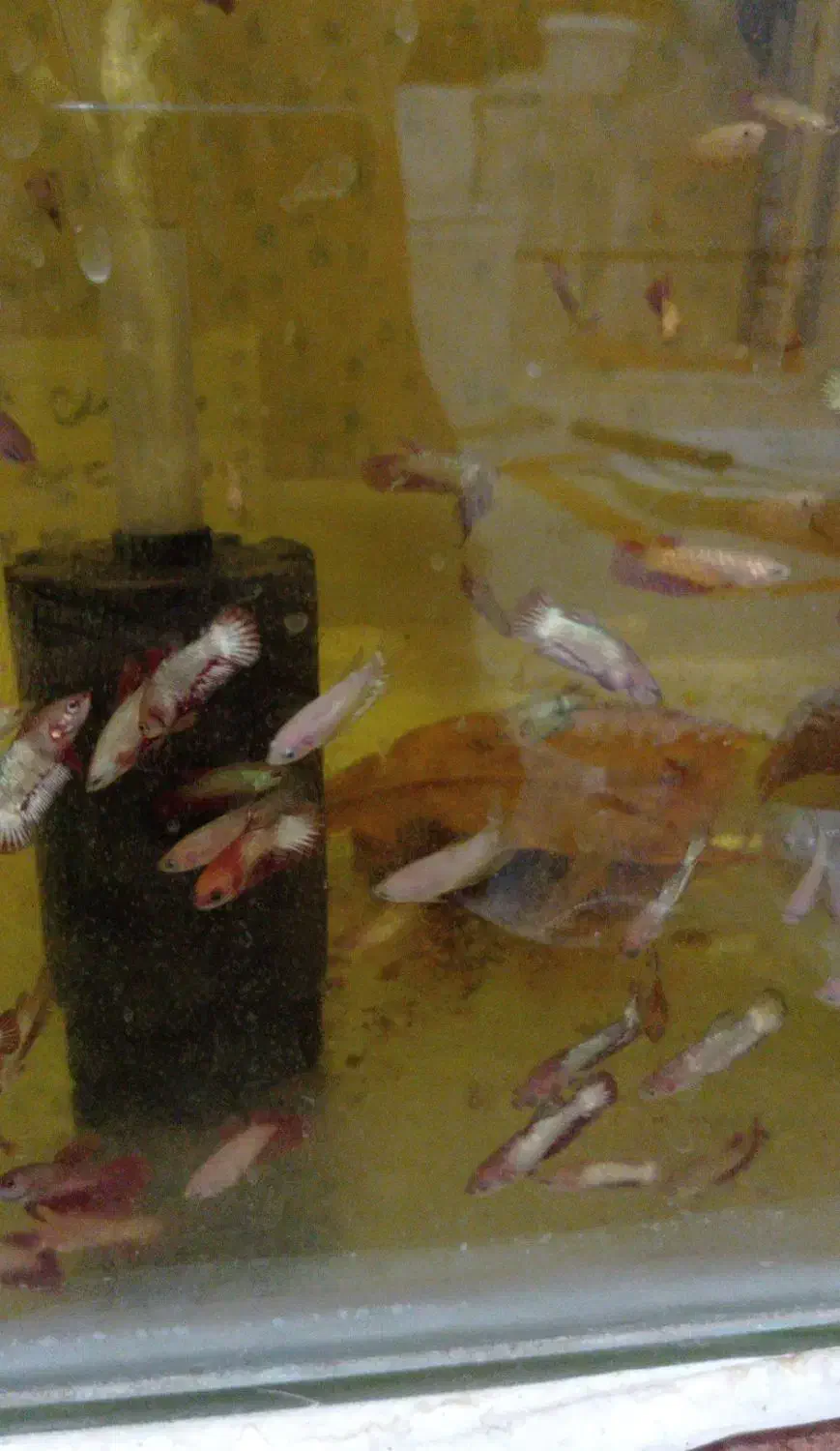 فایتر رد دراگون و اف سی سی پی|ماهی|اهواز, شهرک برق|دیوار