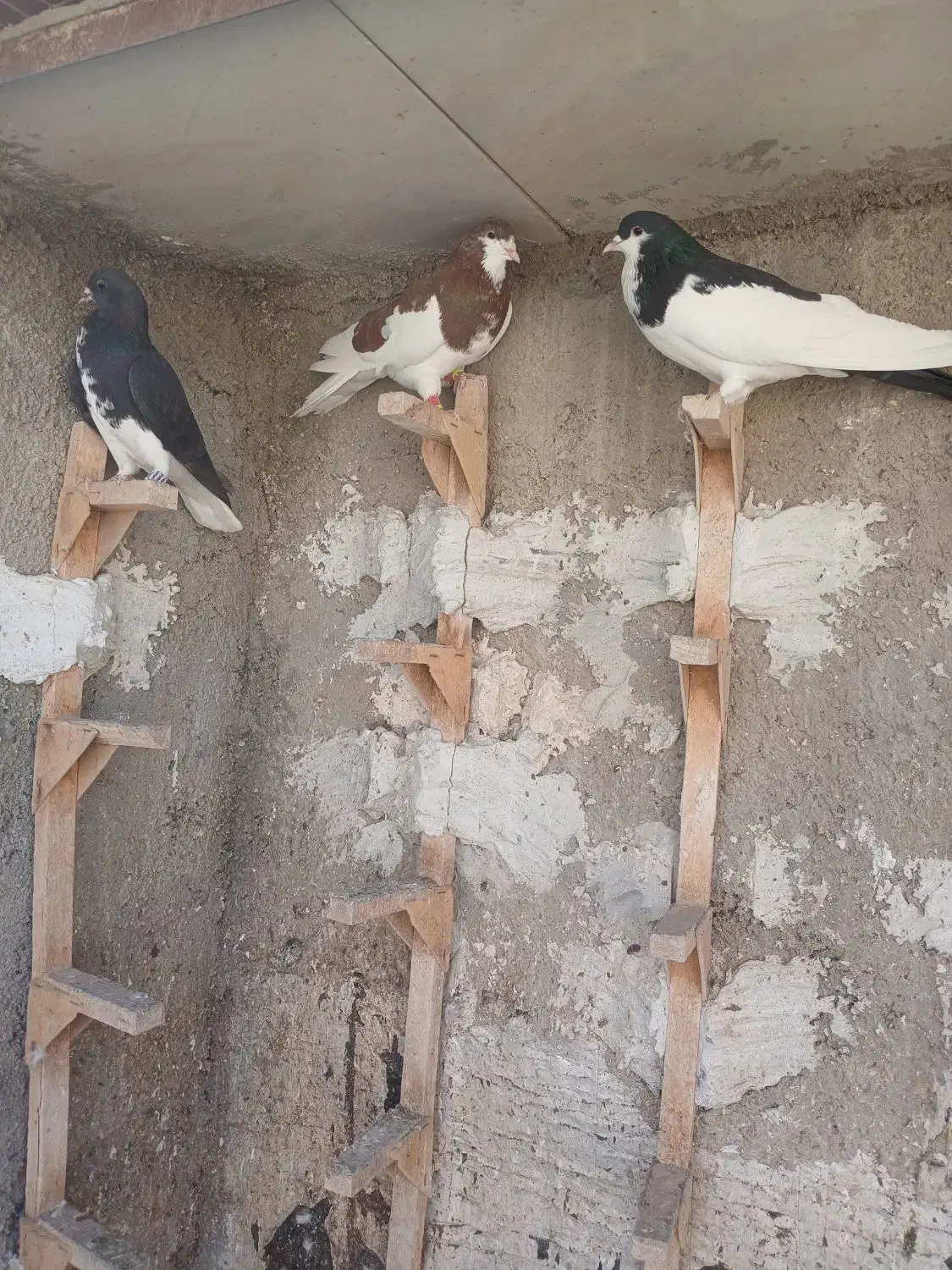 سه تا شهری زرنگ|پرنده|شیراز, شهرک مهرگان|دیوار