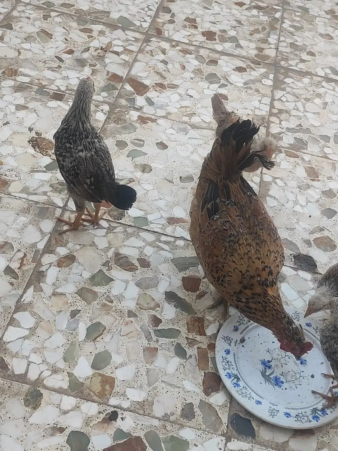 مرغ و خروس زینتی و لاری|حیوانات مزرعه|اهواز, کمپلو شمالی|دیوار