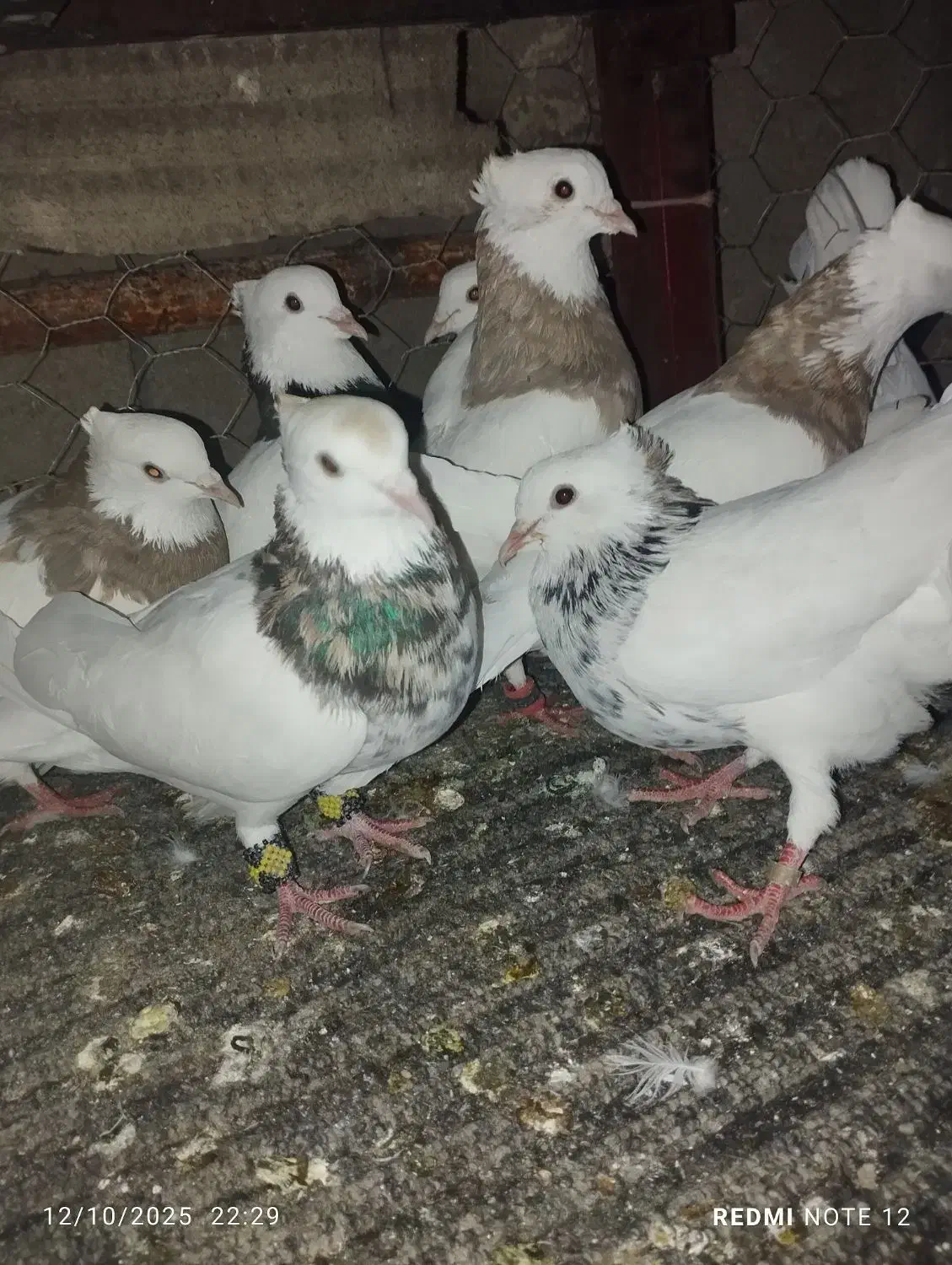 کفتر طوقی کرمانشاهی|پرنده|رحمت‌آباد, |دیوار