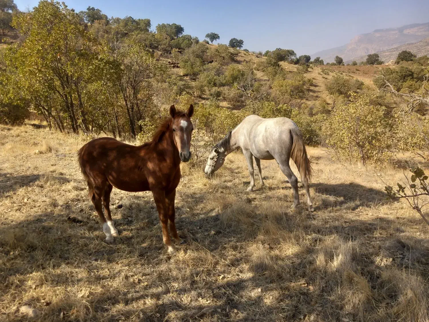 مادیان و کره اسب|اسب و تجهیزات اسب‌سواری|کوهدشت, |دیوار