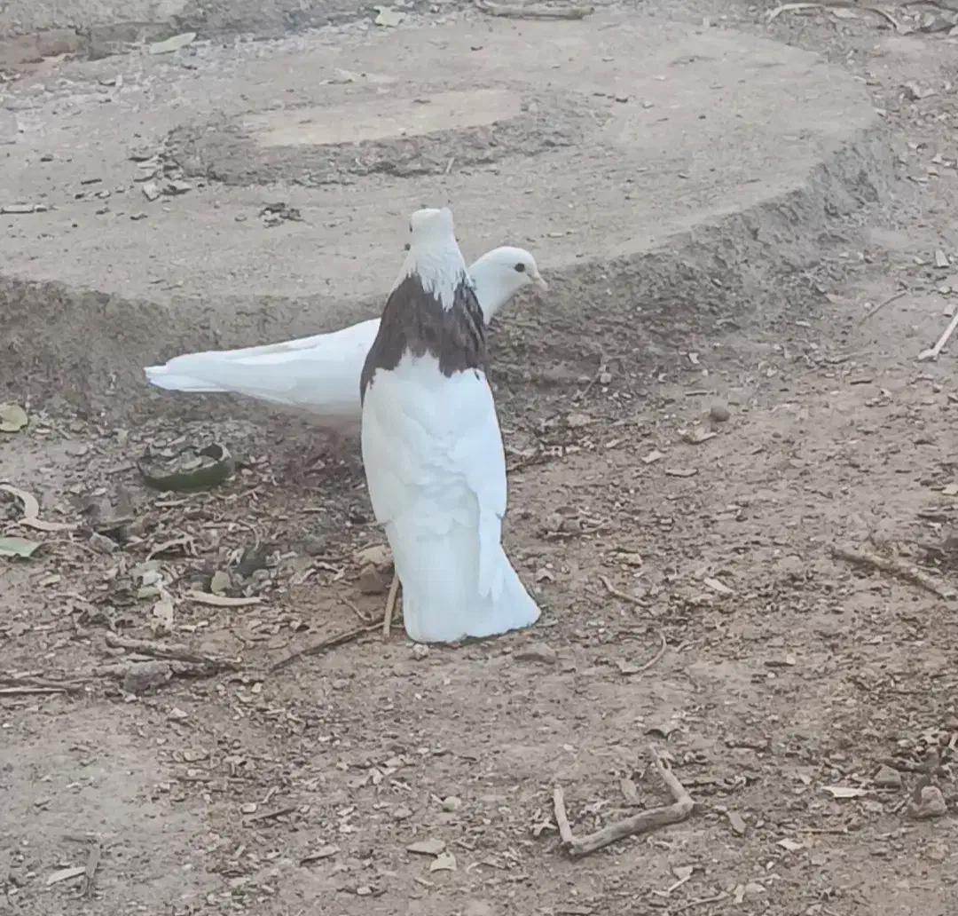 نر طوقی|پرنده|زرند, |دیوار