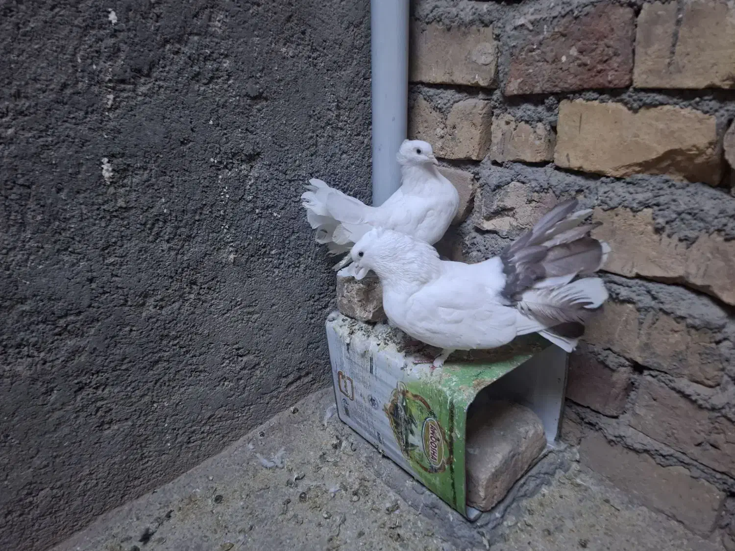 دم چتری انگلیسی و میناطوری|پرنده|زیرکوه, |دیوار