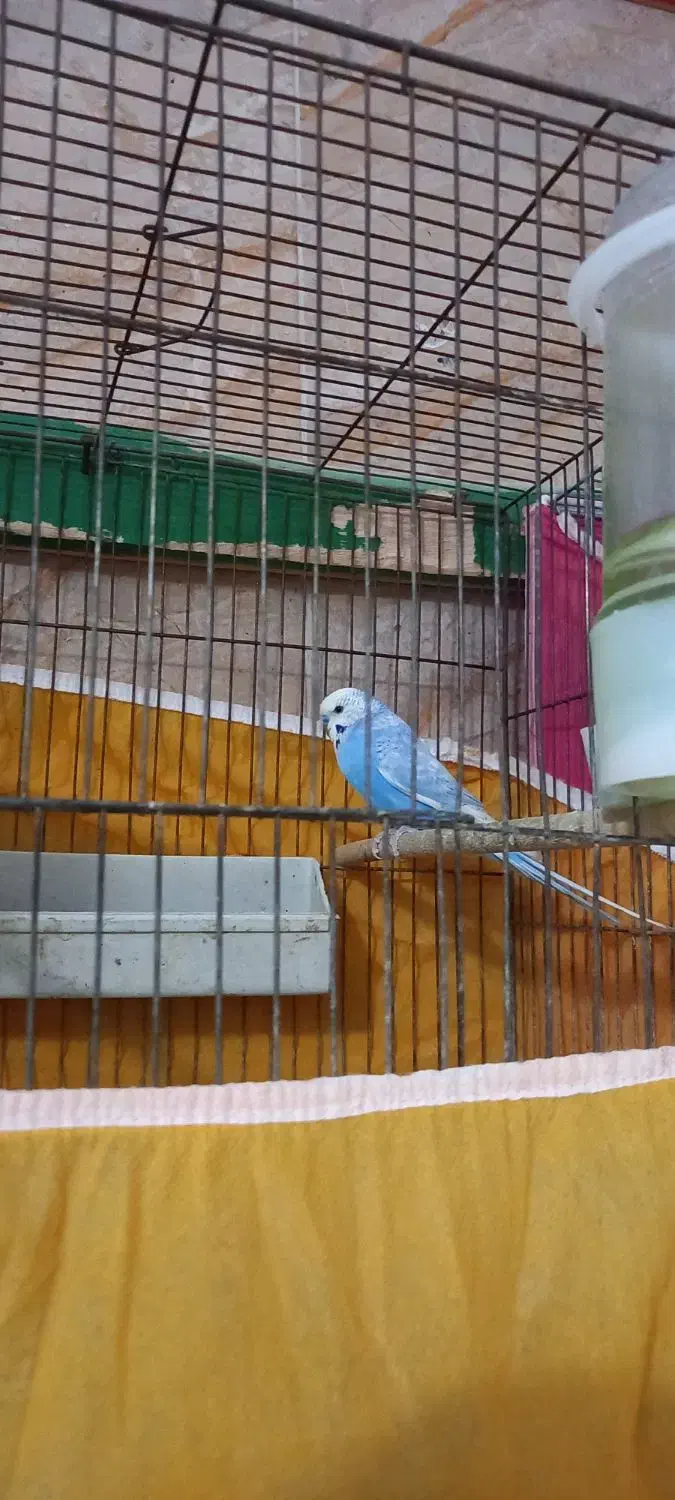 یه جفت مرغ عشق مولد|پرنده|برخوار, |دیوار