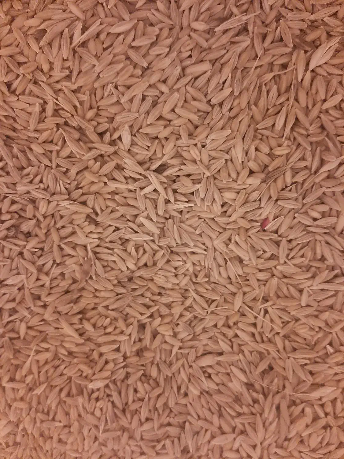 گندم برا کبوتر و مرغ|خوردنی و آشامیدنی|بروجرد, |دیوار