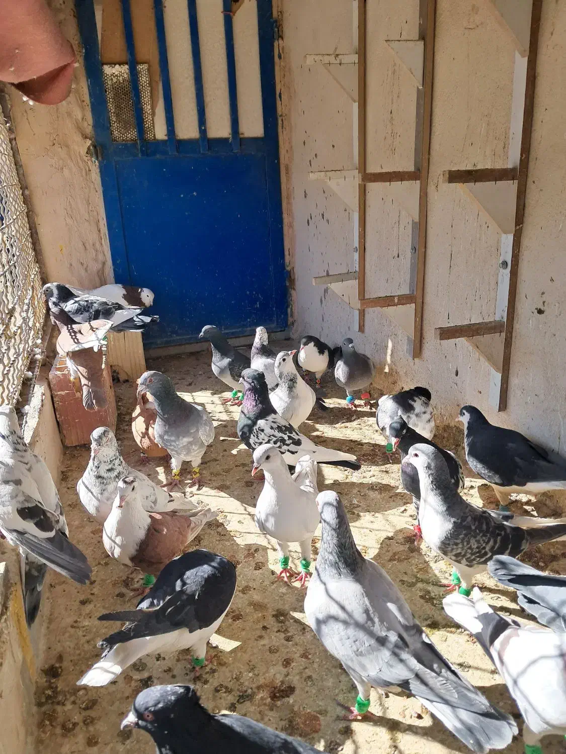 کفتر هوایی ۴۸ تا ۵۰ تا|پرنده|گلبهار, شهر جدید گلبهار|دیوار