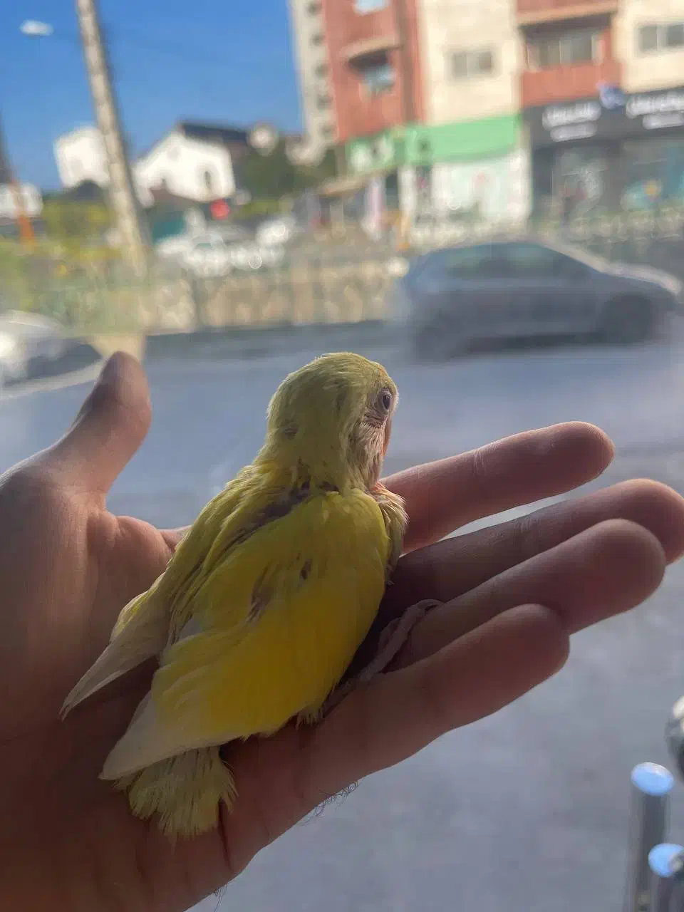 طوطی برزیلی|پرنده|محمودآباد, |دیوار